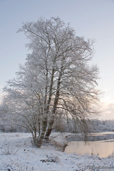 _DSC7321.JPG - Winter in Boswachterij Dorst